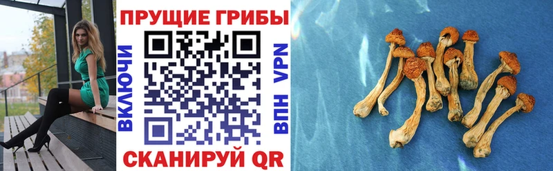 гидра ссылки Отрадная Псилоцибиновые грибы мицелий